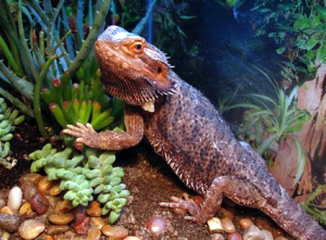 Lange Animal Clinic provides care and treatment for exotic pets. 